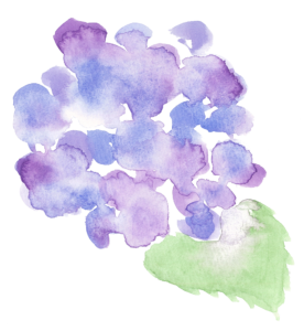 紫陽花２